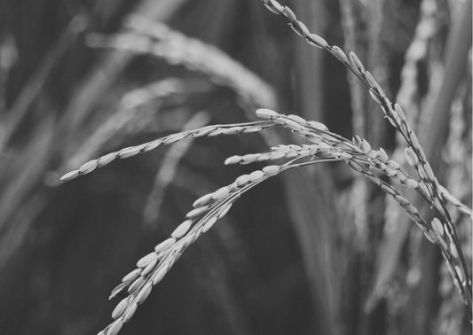 le riz éléments de beauté