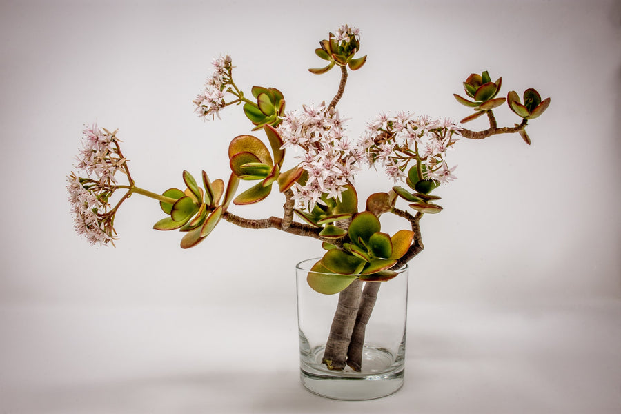 Comment faire de l’Ikebana, l'art de composition floral japonais ?