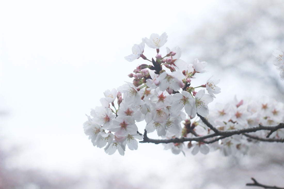 sakura hanami japon