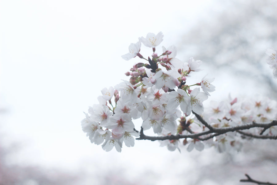 La fleur du cerisier en fleur du Japon: sakura